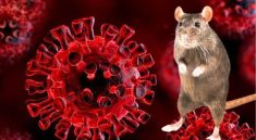 Virus Hanta