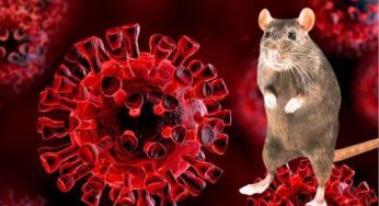 Virus Hanta Menyebar di Proyek Pembangunan Ciwidey
