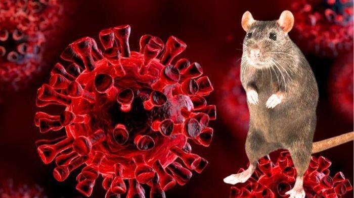 Virus Hanta