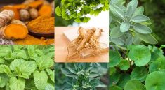 Herbal untuk Kesehatan Otak dan Memori