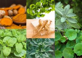 Herbal untuk Kesehatan Otak dan Memori