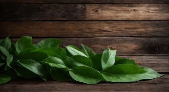 Manfaat Daun Sambiloto dalam Pengobatan Tradisional Indonesia